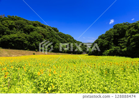 Sunflower fields at Kurihama Flower Park 128888474