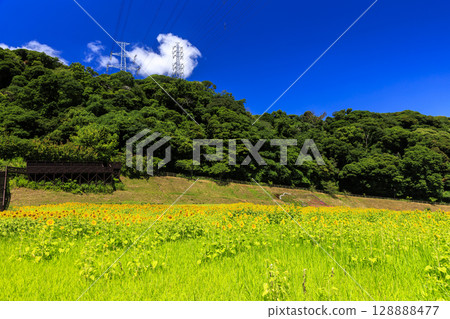 久里濱花卉公園的向日葵田 128888477