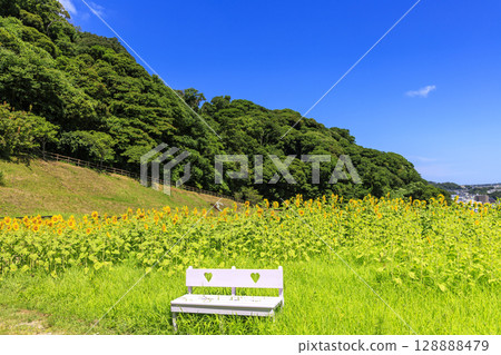 Sunflower fields at Kurihama Flower Park Sunflower fields at Kurihama Flower Park 128888479