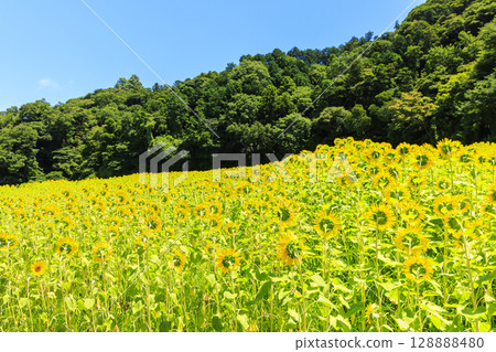 久里濱花卉公園的向日葵田 128888480