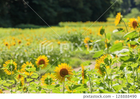 Sunflower fields at Kurihama Flower Park 128888490