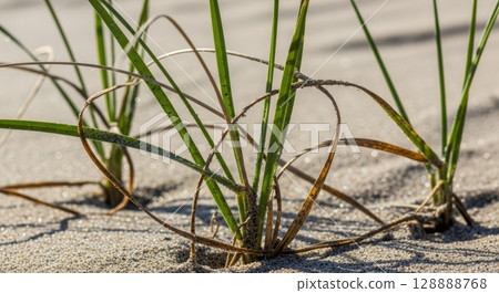 Close-up of resilient beach dune grass blades with water droplets growing through sandy coastal terrain in natural sunlight 128888768