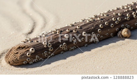 Weathered driftwood log covered with small white barnacle shells and tiny sea creatures on sandy beach shore with spiral snail shell Weathered driftwood log covered with small white barnacle shells and tiny sea creatures on sandy beach shore with spiral snail shell 128888823