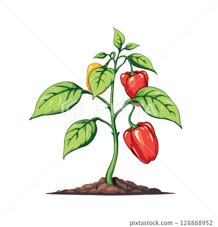 Vsai bell pepper plant growing in soil with ripe colorful peppers 128888952