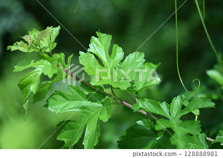 桑白皮幼葉 128888981