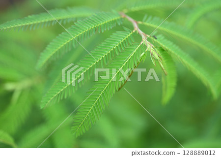 Kawaraketsumei羽狀複葉 128889012