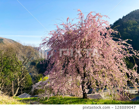 Weeping cherry blossoms in Achi Village, Nagano Prefecture 128889047