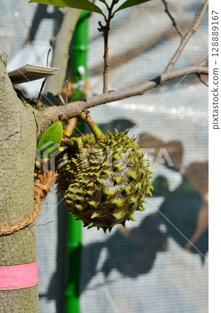 Fruit of spinach bunrashi 128889167