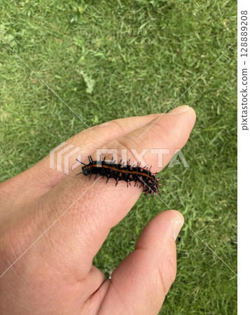 黑松(Pinus thunbergii)的幼蟲 黑松(Pinus thunbergii)的幼蟲 128889208