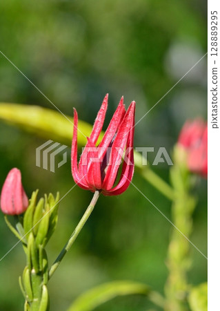 Pavonaia intermedia flowers 128889295
