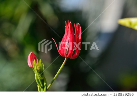 Pavonaia intermedia flowers 128889296