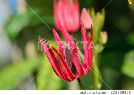 Pavonaia intermedia flowers 128889298