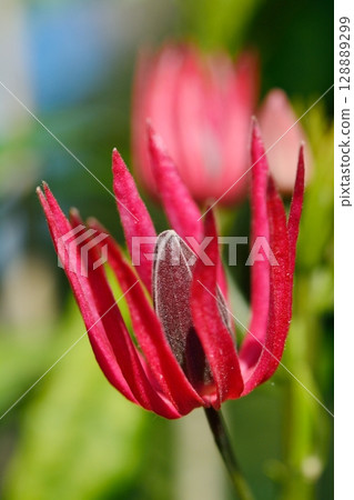 Pavonaia intermedia flowers 128889299
