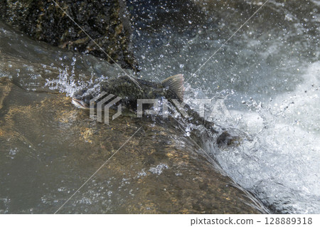 鱒魚努力克服困難以求生存 鱒魚努力克服困難以求生存 128889318
