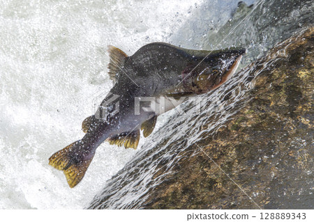 Trout tries to overcome obstacles to stay alive Trout tries to overcome obstacles to stay alive 128889343