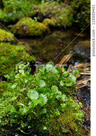 Pland of Micranthes mertensiana grows in the bog in the summer forest. 128889401
