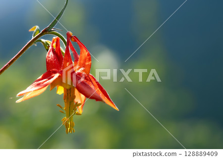 Red columbine flower on a stem grows in the summer meadow. 128889409