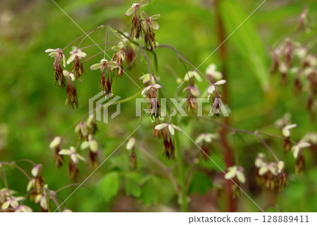 Early Meadow-Rue (Thalictrum dioicum) in Bloom 128889411