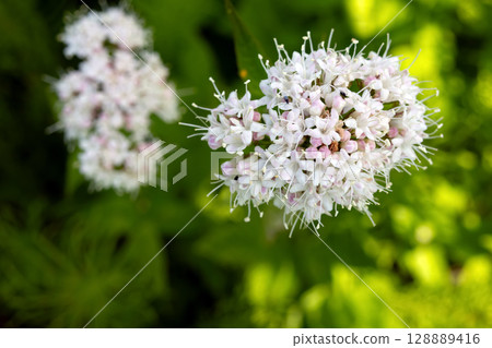 Sitka Valerian White Flowers Blooming in Forest Light. Sitka Valerian White Flowers Blooming in Forest Light. 128889416