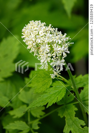Branch of blooming Actaea pachypoda with white flowers. 128889419