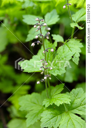 Blooming plant Tiarella trifoliata in the summer forest. 128889420