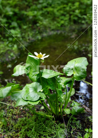 White marsh marigold flower grows in the wetland in summer. 128889422