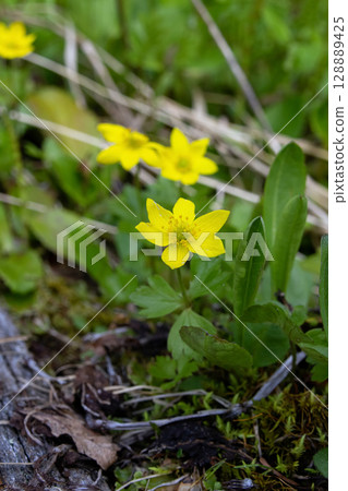 Yellow Anemone Blooming in Alpine Wetland Meadow 128889425