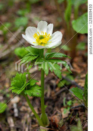 White flowers of American globeflower grow on the forest floor in summer. White flowers of American globeflower grow on the forest floor in summer. 128889430