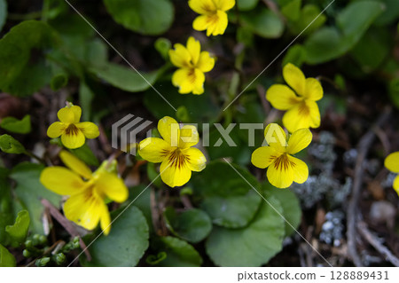 Viola glabella yellow flowers in the forest floor in summer. Viola glabella yellow flowers in the forest floor in summer. 128889431