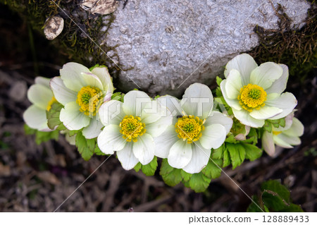 White flowers of American globeflower grow on the forest floor in summer. 128889433