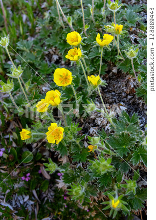 Potentilla villosa yellow wildflowers growing in mountains in summer. 128889443