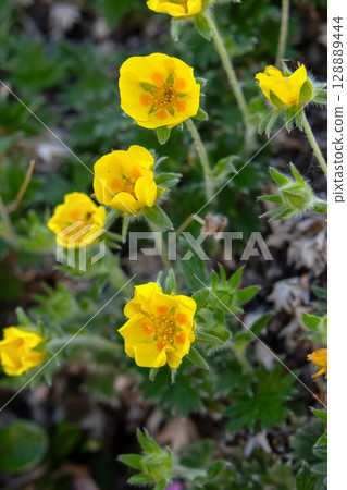 Potentilla villosa yellow wildflowers growing in mountains in summer. Potentilla villosa yellow wildflowers growing in mountains in summer. 128889444