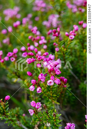 Pink bloom of mountain heather in evergreen shrub grows in the mountains. Pink bloom of mountain heather in evergreen shrub grows in the mountains. 128889447