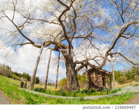 工房櫻花的側面 128889497