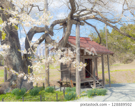 弘法櫻花和風景 弘法櫻花和風景 128889502