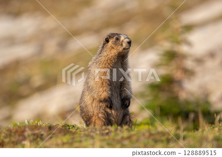Furry Hoary marmot is watching around in the mountain meadow. 128889515