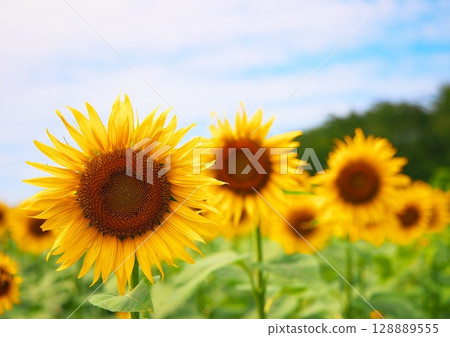 Blue sky and sunflower field 128889555