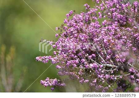 Janome Erika Janome Erika 128889579