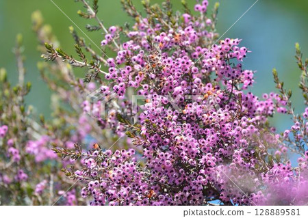 Janome Erika Janome Erika 128889581