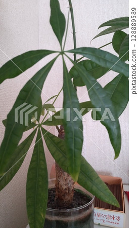 Foliage plant  128889589