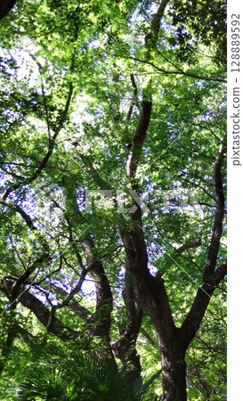 A living tree A living tree 128889592