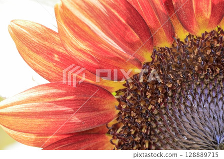 sunflower	 128889715