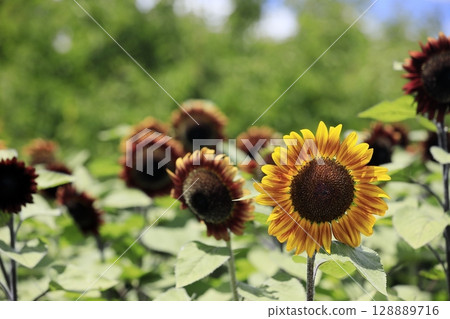 sunflower	 128889716