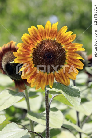 sunflower	 128889717