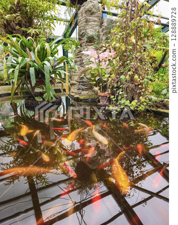 Japanese koi carp and golden crucian carp 128889728