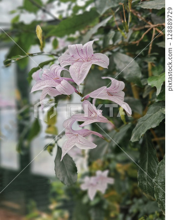 Beautiful Mackaya Bella flowers close up 128889729