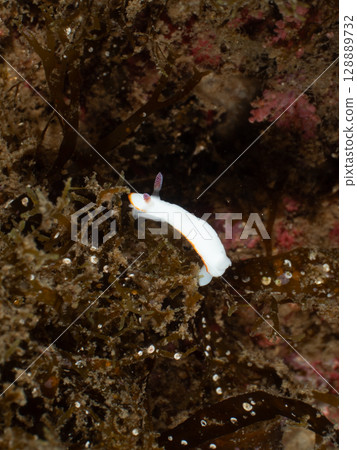 A sea slug that looks like a snowflake 128889732