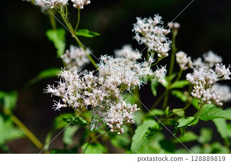 富士巴卡瑪花 128889819