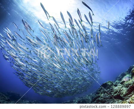 沙丁魚在海裡游泳的圖片 沙丁魚在海裡游泳的圖片 128889897