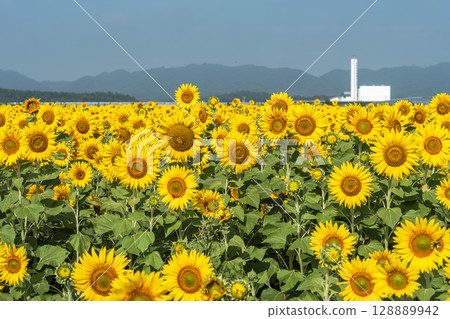 Sunflowers in full bloom. Sunflower fields in Yamamoto Town, Miyagi Prefecture (2025 Yamamoto Sunflower Festival). Yamamoto Town, Miyagi Prefecture. Sunflowers in full bloom. Sunflower fields in Yamamoto Town, Miyagi Prefecture (2025 Yamamoto Sunflower Festival). Yamamoto Town, Miyagi Prefecture. 128889942